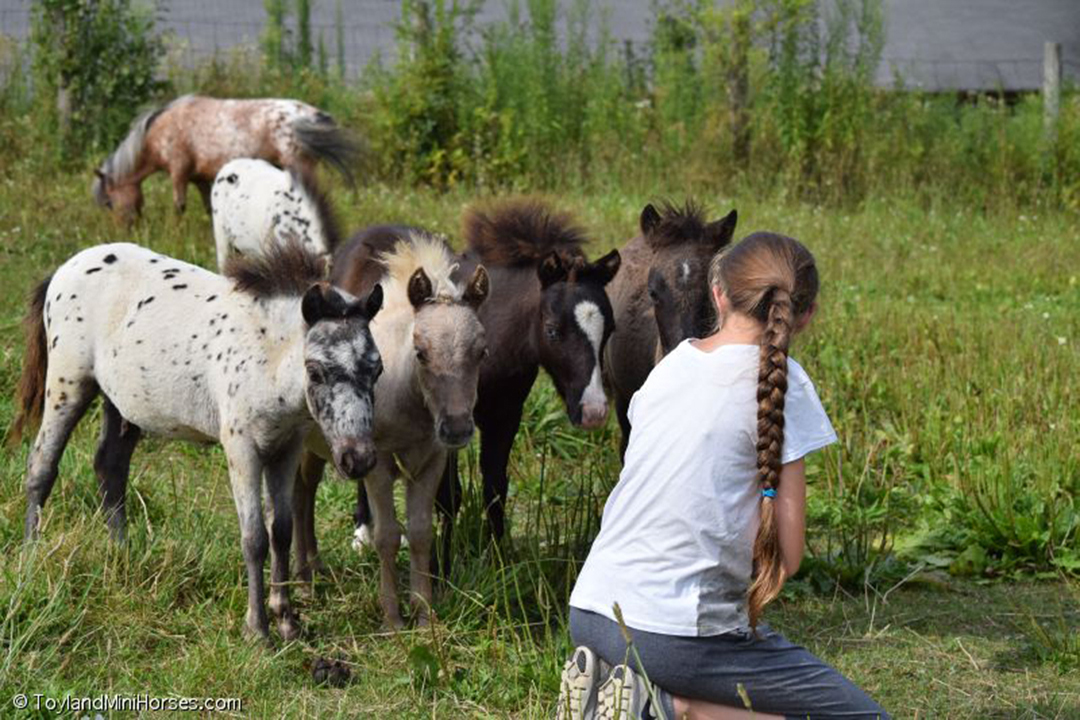 2025 Falabella Foals Coming Soon
